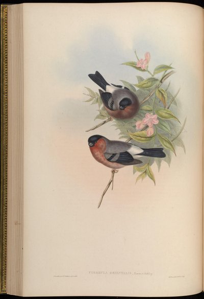 Pyrrhula orientalis = Pyrrhula pyrrhula rosacea by John Gould
